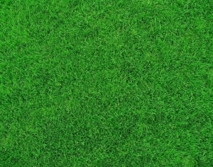 ModernGrass