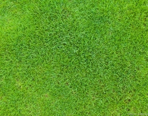 户外草皮草地贴图-ID:5172909