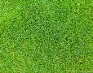 ModernGrass