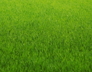 ModernGrass