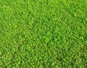 ModernGrass