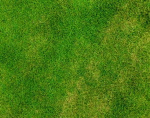 户外草皮草地贴图-ID:617593052
