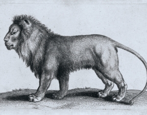 现代手绘狮子素描挂画-ID:5181119