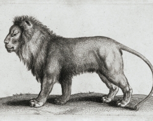 现代手绘狮子素描挂画-ID:5181120