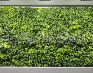 现代植物墙-ID:935164934