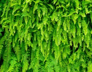 现代植物墙-ID:742733963