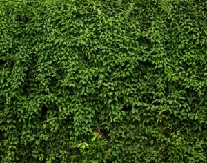 现代植物墙-ID:644309045