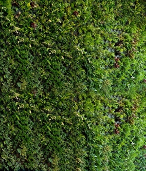 现代植物墙-ID:173666959