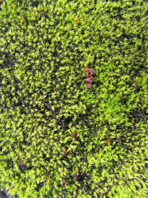 现代植物墙-ID:481163022