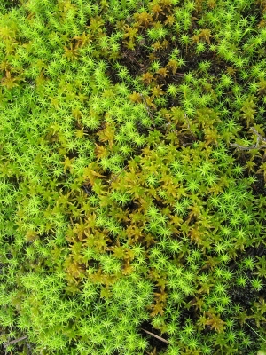 现代植物墙-ID:574043045