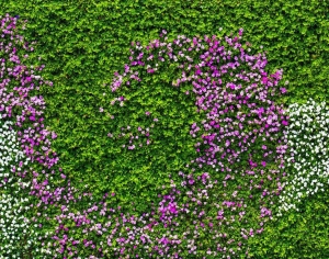 现代植物墙-ID:968970068