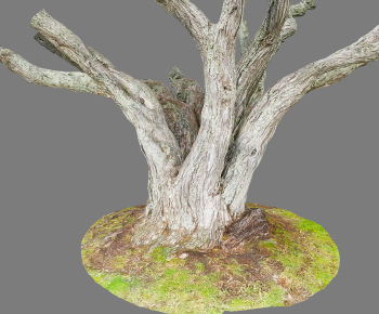 Modern Tree-ID:463494067