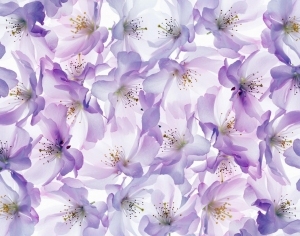 进口美式简约现代紫色花卉壁画-ID:5199127