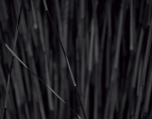 竹子画-ID:681956051