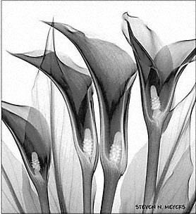 黑白装饰画-ID:299679047