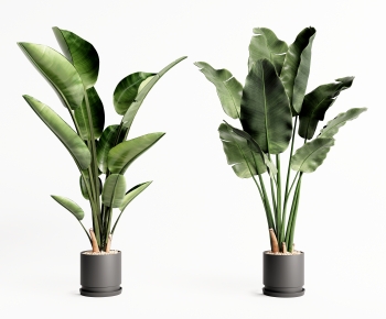Modern Potted Green Plant-ID:959702012