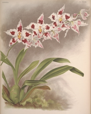 新中式高清壁画-ID:807389976