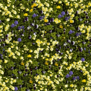 高清绿植地面贴图-ID:629529958