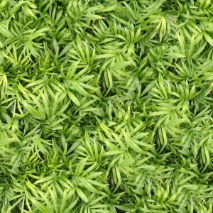 高清绿植地面贴图-ID:469544895