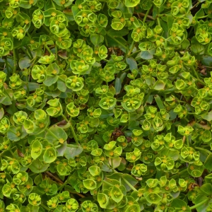 高清绿植地面贴图-ID:288047088