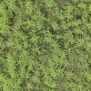 高清绿植地面贴图-ID:533515934