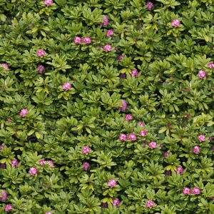 高清绿植地面贴图-ID:143779045