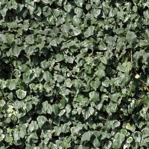 高清绿植地面贴图-ID:871014129