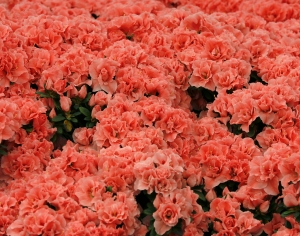 高清花卉绿植地面贴图-ID:127321963
