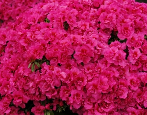 高清花卉绿植地面贴图-ID:434168104