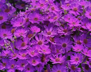 高清花卉绿植地面贴图-ID:802651885