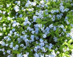 高清花卉绿植地面贴图-ID:421559105