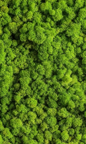 苔藓 绿植-ID:5427667