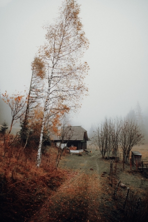 唯美森林风景装饰画-ID:690103057
