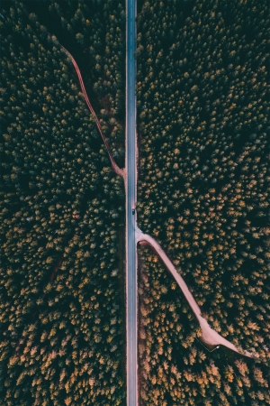 唯美森林风景装饰画-ID:309674024