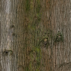 ModernBark Texture