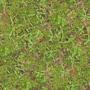 ModernGrass