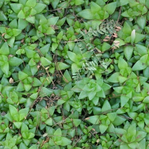 无缝高清草地-ID:132745986