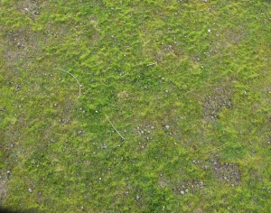 高清无缝草地-ID:267288927