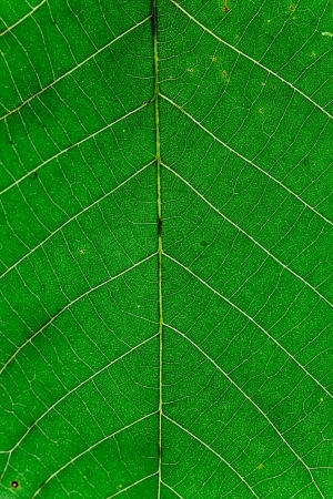 ModernPlant Leaves