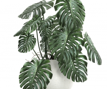 Modern Potted Green Plant-ID:646248107