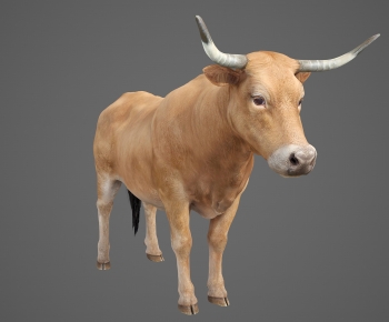 现代动物牛-ID:982223991