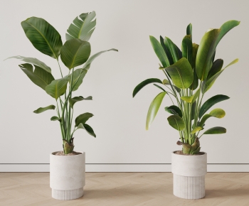 Modern Potted Green Plant-ID:495011093