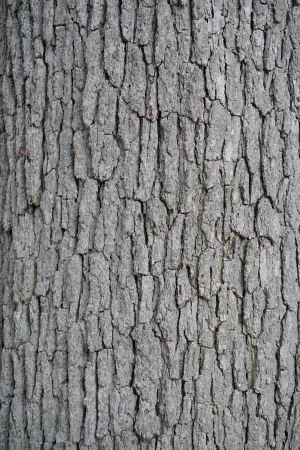 ModernBark Texture