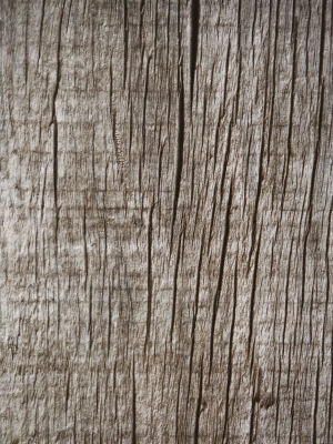 ModernBark Texture