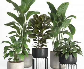 Modern Potted Green Plant-ID:526695019