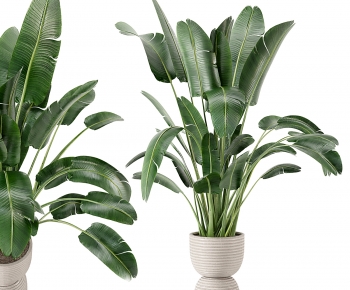 Modern Potted Green Plant-ID:262288094