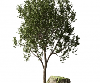 Modern Tree-ID:443365106