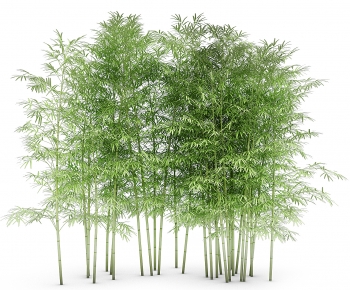 Modern Bamboo-ID:365627058