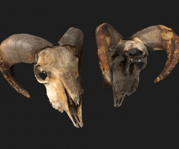现代羊骨头-ID:105004073