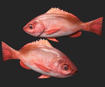 现代鱼3D模型